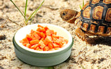 Reptile Feeding & Water Dish - Reusable Tortoise & Bearded Dragon Feeder 