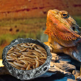 Versatile 11XA Reptile Feeding Bowl - Perfect Mealworm Dish for Frogs, Geckos, Snakes, Spiders, and Turtles