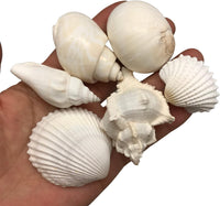 Large White Shell Mix Sea Shells, 16 OZ Apprx. 1 Inch ~ 3 Inch