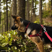 Adjustable Dog Collar in Onyx - Products 14901ONY