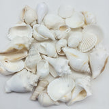 Large White Shell Mix Sea Shells, 16 OZ Apprx. 1 Inch ~ 3 Inch