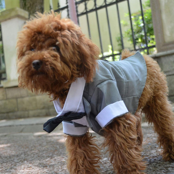 Formal Tuxedo Pet Costume with Black Bow Tie for Small Dogs and Cats - Gray (XS)