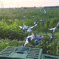 "Portable Foldable Metal Pigeon Cage with Canvas Transport - Ideal for Racing & Hunting!"