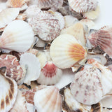 Mixed Pecten Nobilis Scallop Sea Shells, Various Sizes, 800 Grams - Approximately 120 Pieces