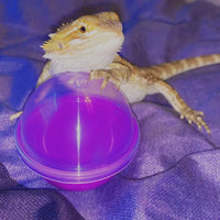 "Interactive Feeding Toys for Bearded Dragons and Small Reptiles - Set of 6"