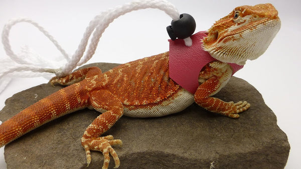 Lizard Leash, Limited Edition Pink (Medium Size)