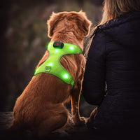 Premium LED Dog Harness - Rechargeable Reflective Vest for Small to Large Dogs 