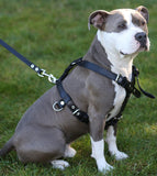 Genuine Leather Dog Harness   