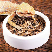 "Set of 4 Ceramic Worm Dishes for Reptiles - Perfect for Lizards and Geckos! (2.7 Inch)"