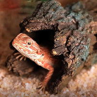 "Jungle Oasis Resin Hide Cave for Reptiles: Perfect for Bearded Dragons, Geckos, and More!"