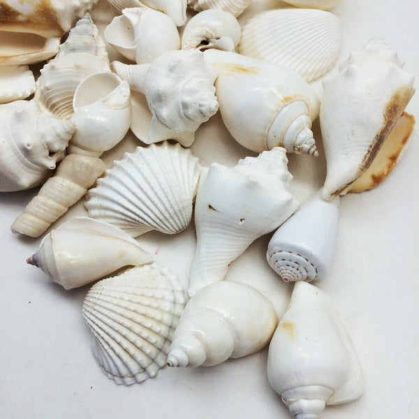 Large White Shell Mix Sea Shells, 16 OZ Apprx. 1 Inch ~ 3 Inch