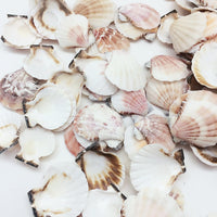 Mixed Pecten Nobilis Scallop Sea Shells, Various Sizes, 800 Grams - Approximately 120 Pieces