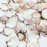 Mixed Pecten Nobilis Scallop Sea Shells, Various Sizes, 800 Grams - Approximately 120 Pieces