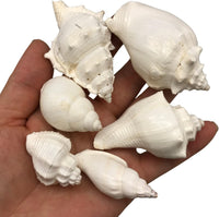 Large White Shell Mix Sea Shells, 16 OZ Apprx. 1 Inch ~ 3 Inch