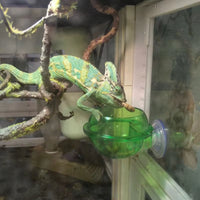 Chameleon, Lizard, Bearded Dragons and Geckos Feeding Bowl & Water Dish with Suction Cup   Pets Feeding Bowl