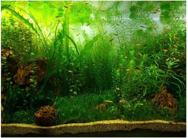 Professional title: "Aquarium PVC Adhesive Poster Background Decoration with Water Grass Design - 122 * 50cm"