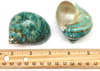 Natural Large Hermit Crab Shells - Green Blue Gade Turbo - 2-1/2 Inch to 3 Inch - Set of 2