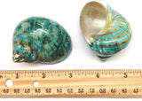 Natural Large Hermit Crab Shells - Green Blue Gade Turbo - 2-1/2 Inch to 3 Inch - Set of 2