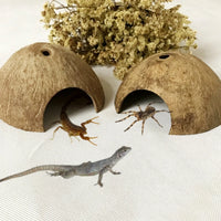 "Coconut Shell Reptile Hideout: Perfect Cave for Lizards, Spiders, and Small Animals"