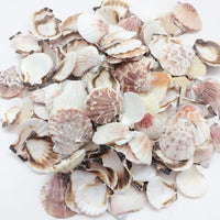 Mixed Pecten Nobilis Scallop Sea Shells, Various Sizes, 800 Grams - Approximately 120 Pieces