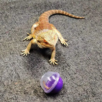 "Interactive Feeding Toys for Bearded Dragons and Small Reptiles - Set of 6"