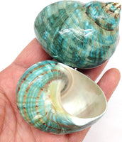 Natural Large Hermit Crab Shells - Green Blue Gade Turbo - 2-1/2 Inch to 3 Inch - Set of 2