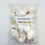 Large White Shell Mix Sea Shells, 16 OZ Apprx. 1 Inch ~ 3 Inch