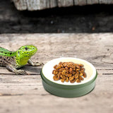 Reptile Feeding & Water Dish - Reusable Tortoise & Bearded Dragon Feeder 