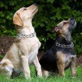 "Gold Adjustable Dog Prong Collar with Comfort Rubber Tips - Ideal for Small to Large Dogs"