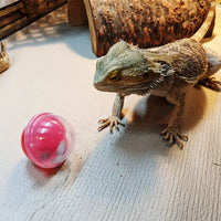 "Interactive Feeding Toys for Bearded Dragons and Small Reptiles - Set of 6"